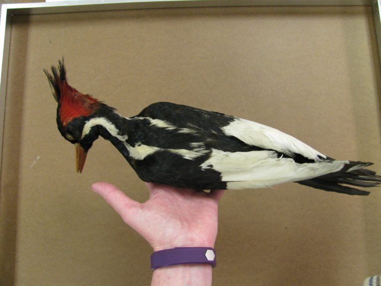 A picture of Ivory-billed woodpecker